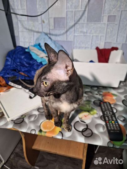 Кошка сфинкс