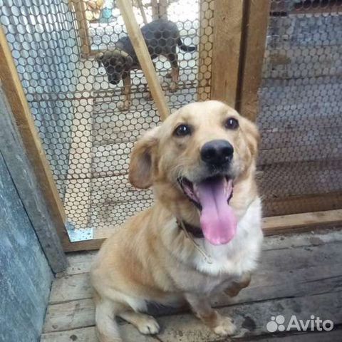 Собака Рэм, 4 года, добрый, наивный и озорной