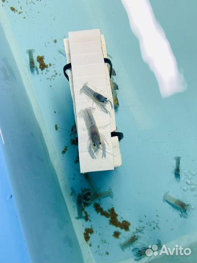 Малёк австралийского рака