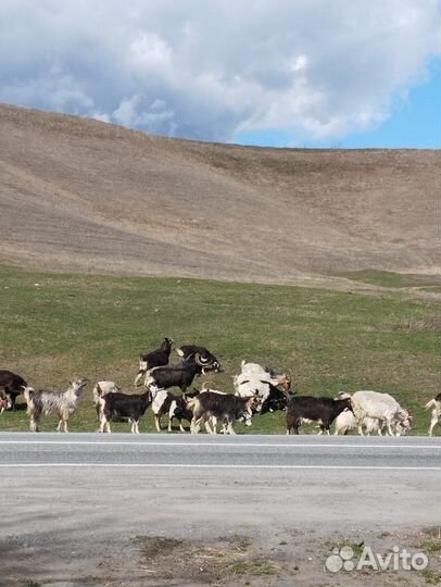 Крс скот скотина коровы мрс козы