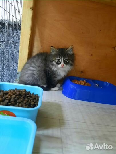 Котята в добрые руки бесплатно