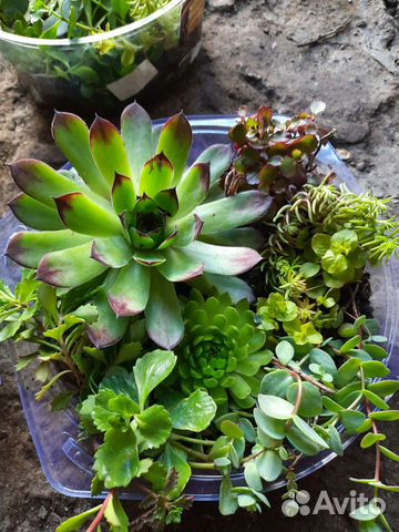 Набор многолетних растений