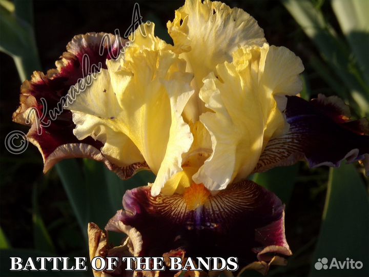 Многолетние уличные цветы