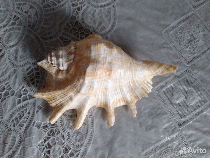 Морская раковина