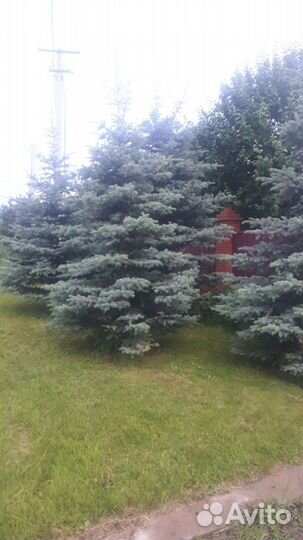 Ель голубая