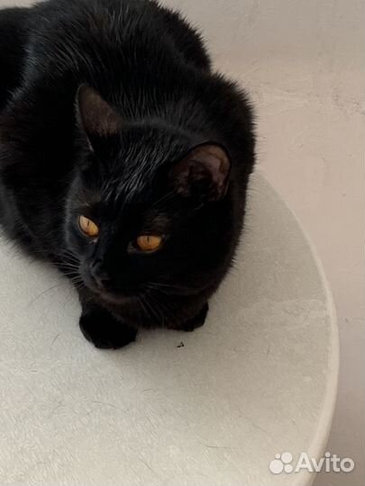 Кошечка Хани