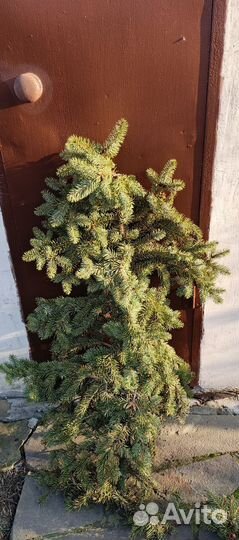 Еловые ветки живые