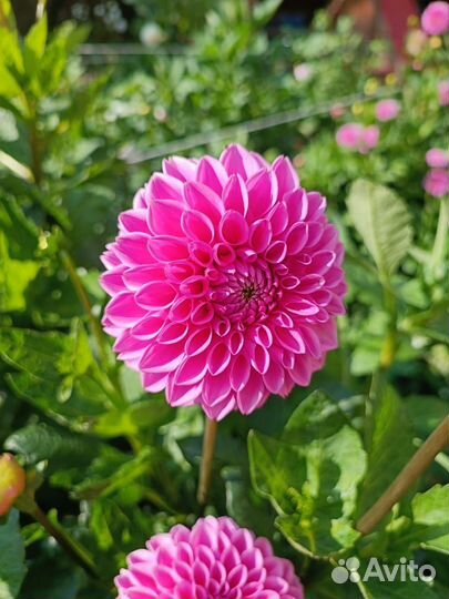 Георгины оптом