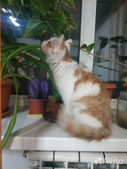 Молодая кошечка