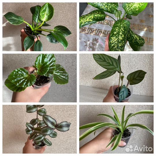 Комнатные растения