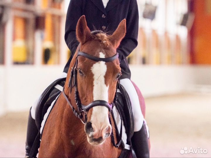 Жеребец 17 лет