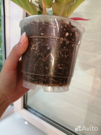 Филодендрон серратум оранж