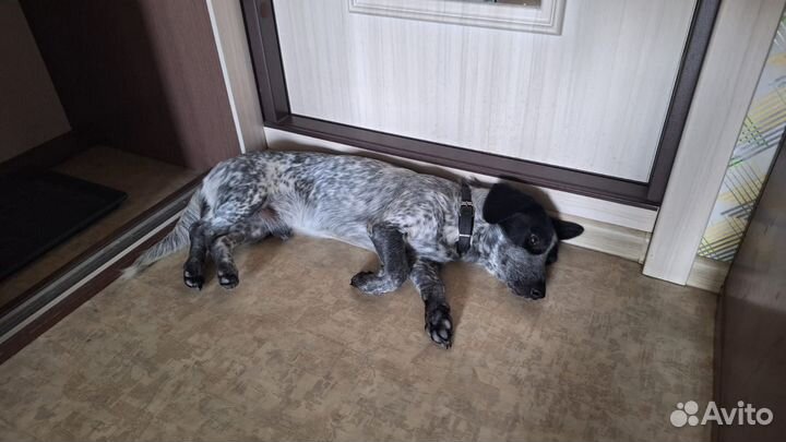 Пёс, полтора года, ищет девочку