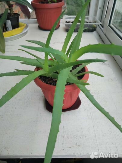 Герань, алоэ, денежное дерево толстянка