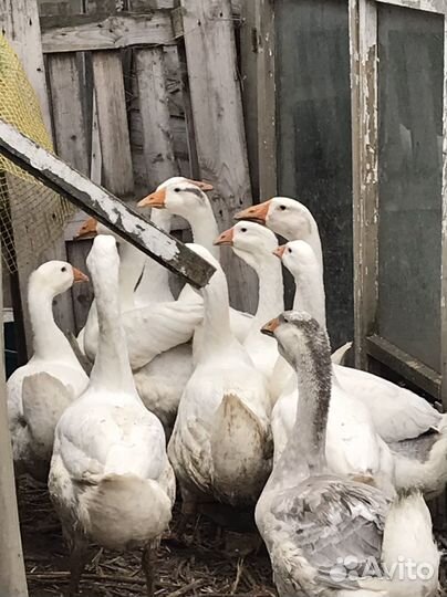 Холмогорские гуси