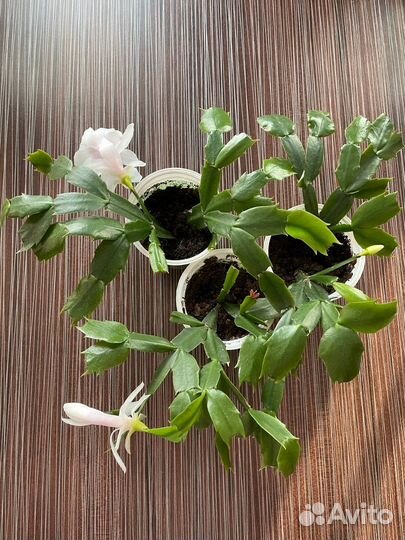 Декабрист Белый