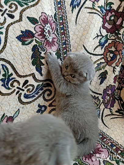 Шотландские котята