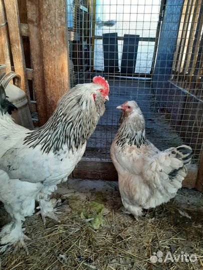 Куры фовероль и падуаны