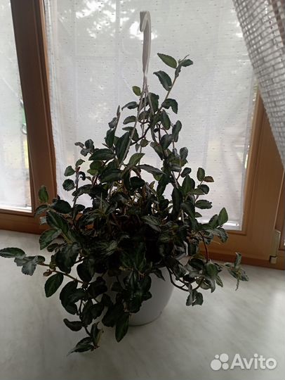 Редкие традесканции