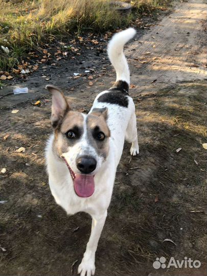 Шикарный красавчик в поисках дома