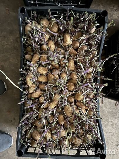 Семенной картофель