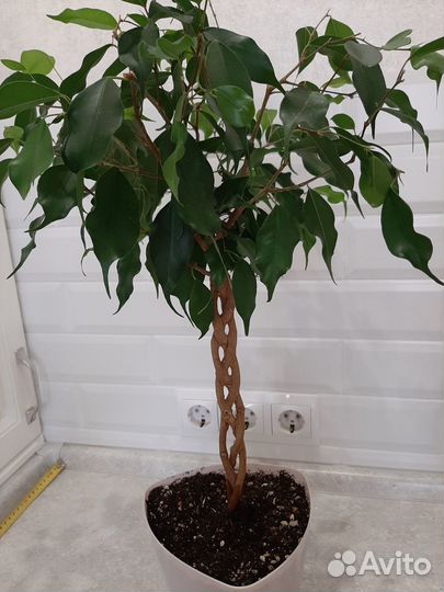 Фикус бенджамина плетеный