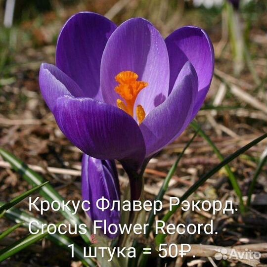 Луковицы крокусов. Крокусы