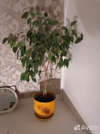 Бенджамина