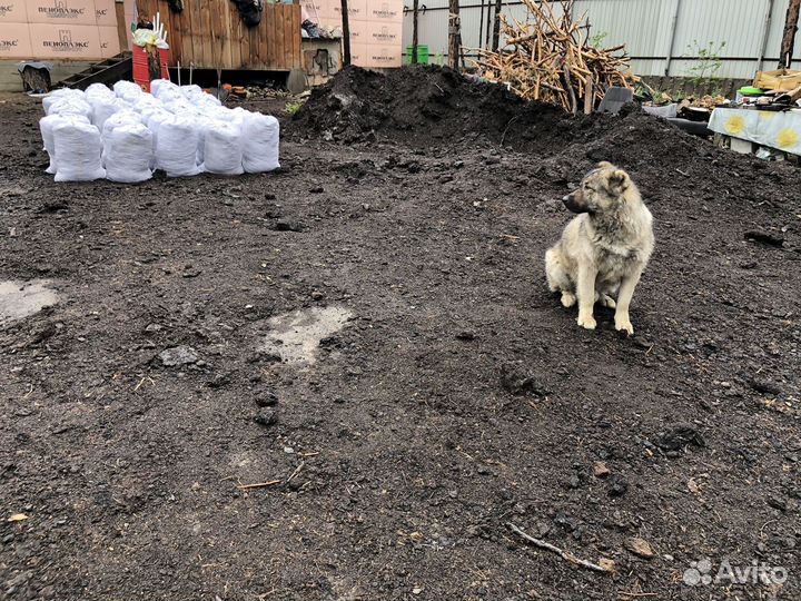 Перегной крс