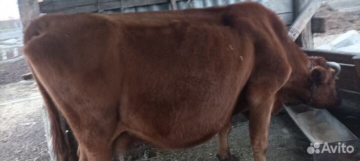 С/х животные коровы