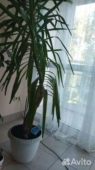 Пальма юкка