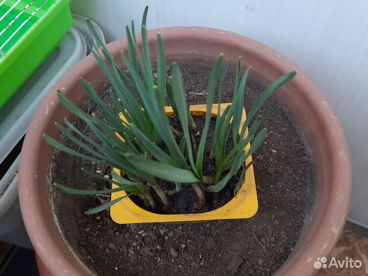 Нарцисс белый