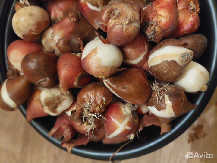 Цветы тюльпаны