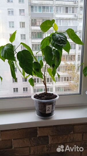 Гибискус китайская роза