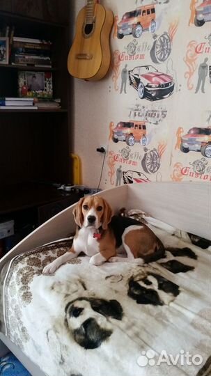 Передержка или воспитание собак