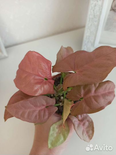 Сингониум rose mini