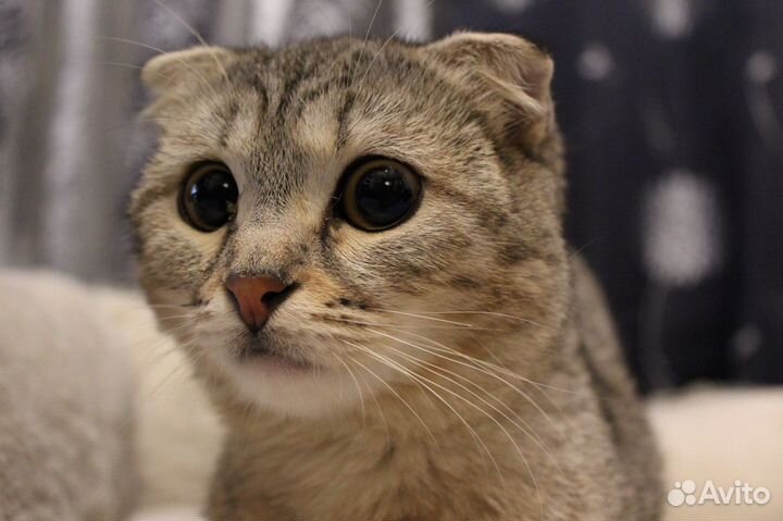 Сонечка ждет хозяина. Шотландская вислоуая