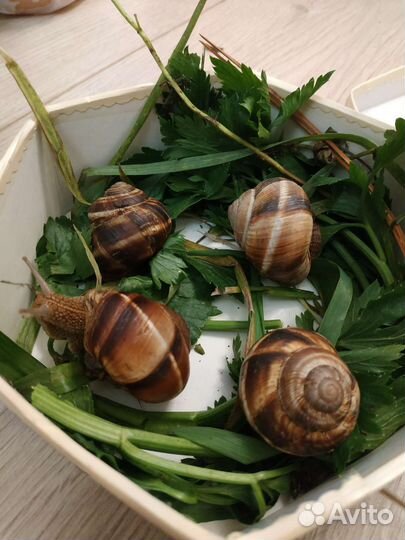 Улитки виноградные живые