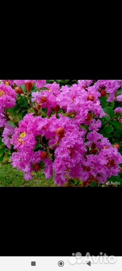 Лагерстрёмия индийская (индийская сирень)