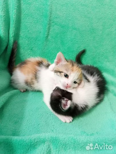 Комочки счастья