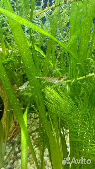 Креветки аквариумные