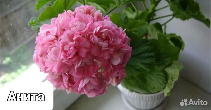 Пеларгония герань