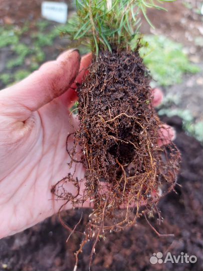 Ель голубая