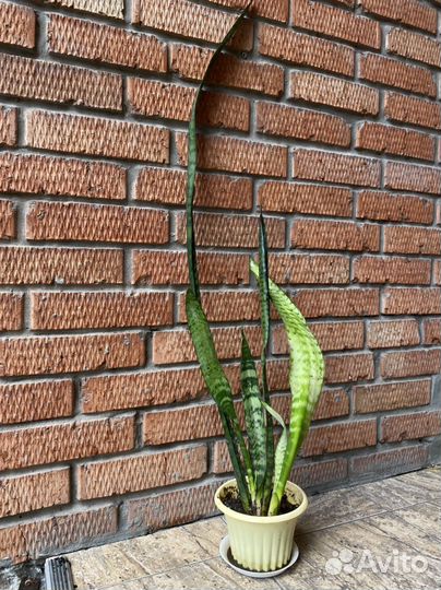 Сансевиерия