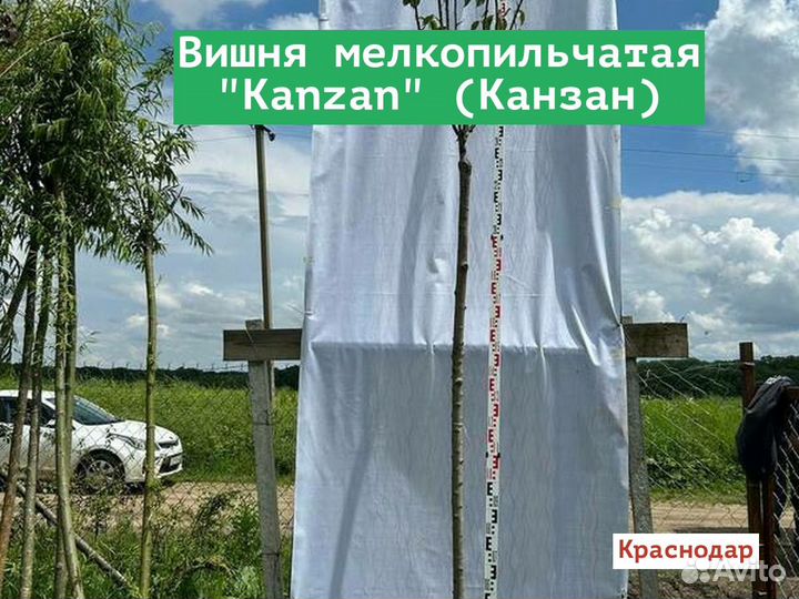 Вишня мелкопильчатая Kanzan (Канзан)