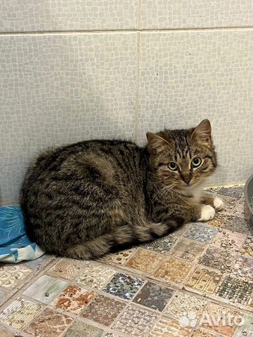 Кошки бесплатно