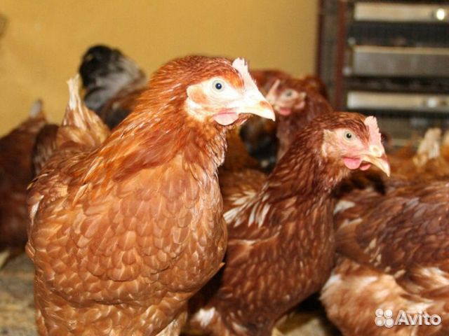 Куры несушки