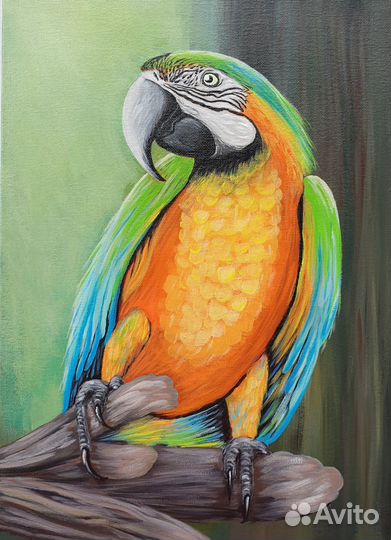 Попугай Ара