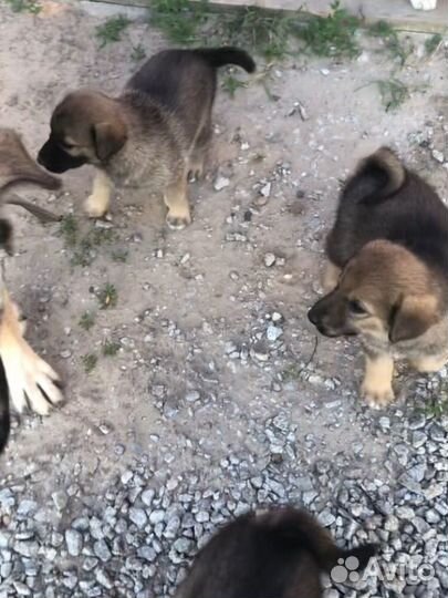 Щенки