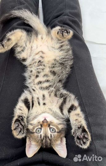 Котенок мальчик 2 мес в дар